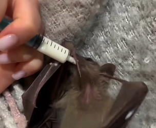 S0304002 Poor baby bat ( Part 2)