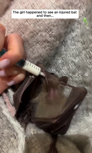 S0304002 Poor baby bat ( Part 2)