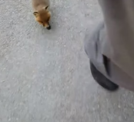 S2204012_Man rescued a fox cub stuck its head in a box ( PART 2)