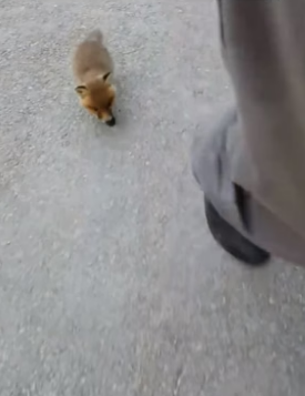 S2204012_Man rescued a fox cub stuck its head in a box ( PART 2)