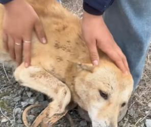 S2204011_Girl rescued an injured dog stuck on the highway ( PART 2)