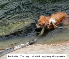S2204008_Man rescued poor dog trapped underwater ( PART 2)