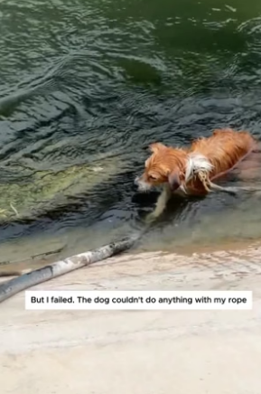 S2204008_Man rescued poor dog trapped underwater ( PART 2)