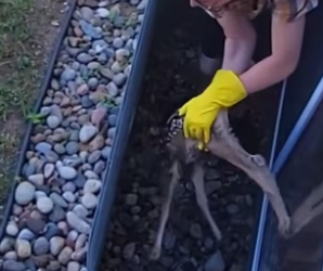 S0304003 This family rescue baby deer and then ( Part 2)