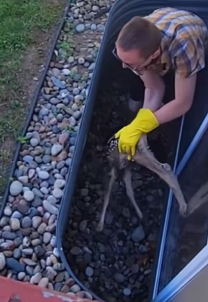 S0304003 This family rescue baby deer and then ( Part 2)
