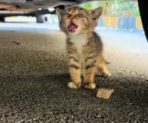 B2104011_To prevent her kittens from becoming strays with her, the mother cat decided to entrust them to human ( PART 2)