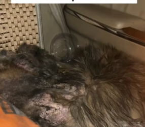 B2304001_found stray dog. Its whole body was covered ( PART 2)