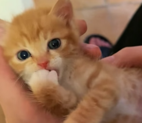 B2304003_On rainy day, found helpless little cat.( PART 2)