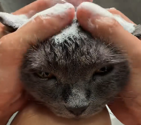 B2304004_I found a stray cat that was injured.Decide to take it away,and then…( PART 2)