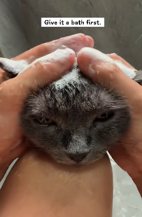 B2304004_I found a stray cat that was injured.Decide to take it away,and then…( PART 2)