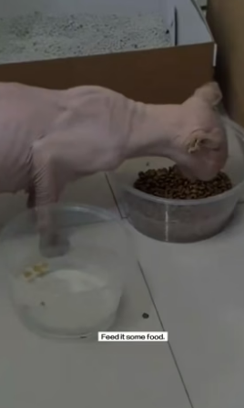 B2304006_found very thin stray cat.It so pitiful.( PART 2)