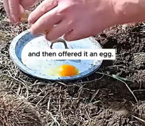 S0304004 Poor hedgehog ( Part 2)