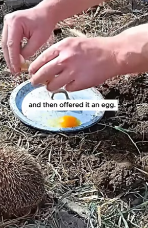 S0304004 Poor hedgehog ( Part 2)