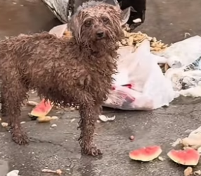 S2204001_I recently saw a stray dog ​​wandering around. I tried to get to know it and give it some food. ( PART 2)