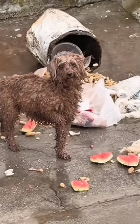 S2204001_I recently saw a stray dog ​​wandering around. I tried to get to know it and give it some food. ( PART 2)