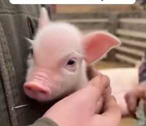 R2204002_He Found A Tiny Piglet Crying For His Lost Mom � (PART 2)