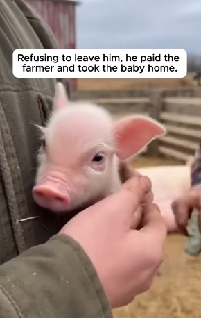 R2204002_He Found A Tiny Piglet Crying For His Lost Mom � (PART 2)