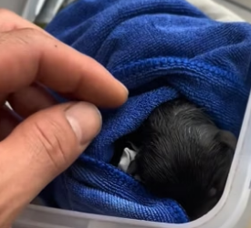 B2104010_I found an abandoned puppy. It was so pitiful that I decided to take it home, and then…( PART 2)