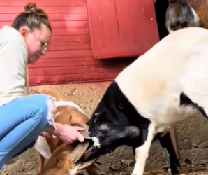 S0304005 This is why goats are the funniest animals (Part 2)
