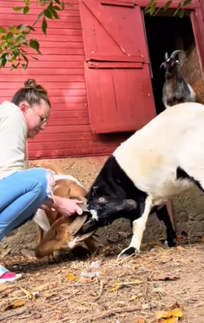 S0304005 This is why goats are the funniest animals (Part 2)