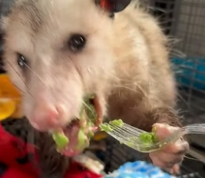 S2404006_My cat found an opossum on the fence and I brought it home ( PART 2)