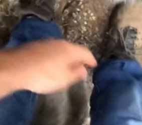 S2404005_Man found three baby raccoons in a field and adopted them ( PART 2)