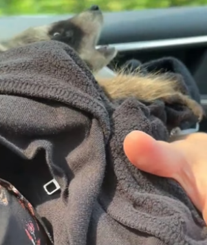 S2404004_Girl found an abandoned baby raccoon and brought it home ( PART 2)