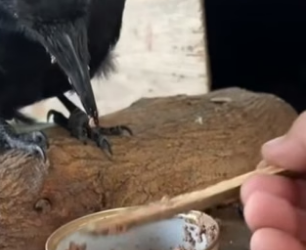 S2404003_Man rescued an intelligent crow and then ( PART 2)