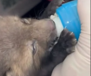 S2404001_Man rescued fox cub stuck in fence brought ( PART 2)