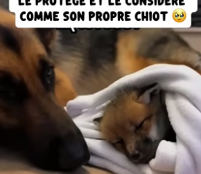 P2304012_J’ai trouvé ce renardeau  congelé… la suite m’a  brisé le cœur  ��( PARTIE 2)