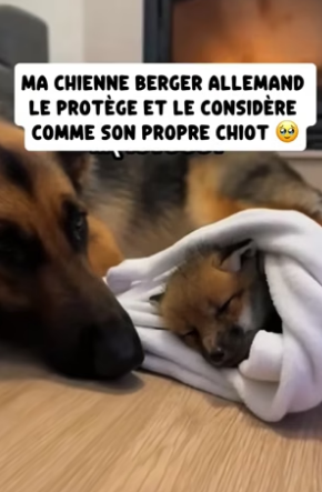 P2304012_J’ai trouvé ce renardeau  congelé… la suite m’a  brisé le cœur  ��( PARTIE 2)