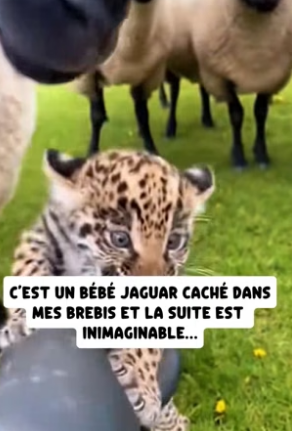 P2304007_Un étrange prédateur caché dans mes  moutons… et ce qu’il est devenu est  impensable �� ( PARTIE 2)