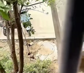 B2404001_This woman adopted an abandoned orange kitten and raised him with love ( PART 2)