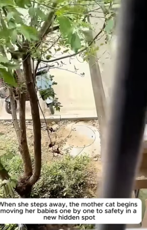 B2404001_This woman adopted an abandoned orange kitten and raised him with love ( PART 2)