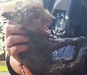 B2404003_A kind family rescued a baby fox trapped in a drain and adopted it ( PART 2)