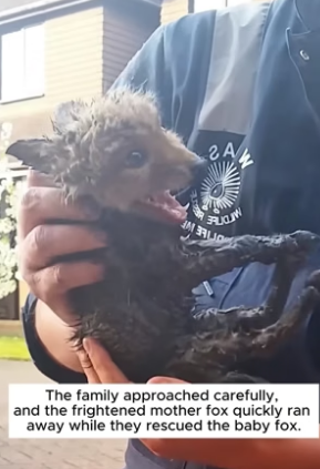 B2404003_A kind family rescued a baby fox trapped in a drain and adopted it ( PART 2)