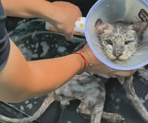 B2404005_I found a very thin stray cat.It’s looking for food everywhere.It was so pitiful that I decided to ( PART 2)