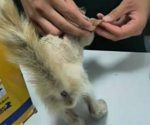 B2404004_I found a stray cat by the roadside.It was so pitiful that I decided to take it home, and then…( PART 2)