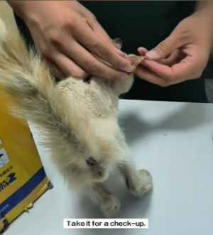 B2404004_I found a stray cat by the roadside.It was so pitiful that I decided to take it home, and then…( PART 2)