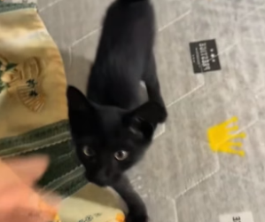 B2404002_I found a cat in the hole in the wall.I patted its head and decided to take it home.decided to take ( PART 2)