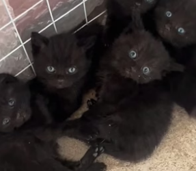 S2204005_#cat #catsoftiktok #catvideo #catpuppy (1)