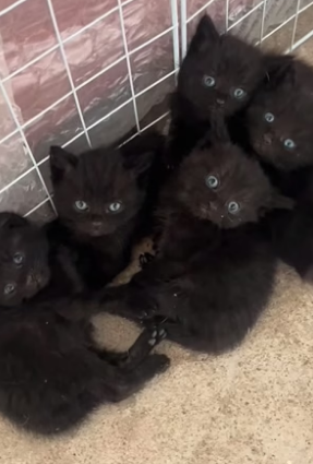 S2204005_#cat #catsoftiktok #catvideo #catpuppy (1)