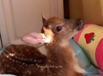 B0104002 The fawn was abandoned by his mother shortly after birth. I rescued him and then…❤️( Part 2)