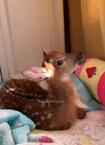 B0104002 The fawn was abandoned by his mother shortly after birth. I rescued him and then…❤️( Part 2)
