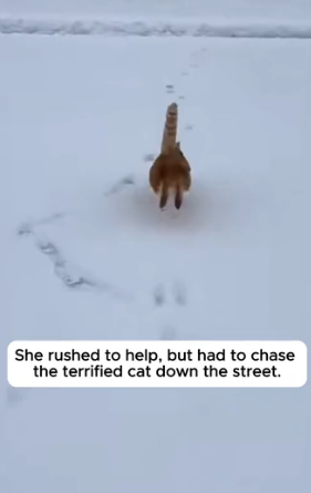 R2204005_Homeless Cat And Her Baby Freezing In The Street �( PART 2)