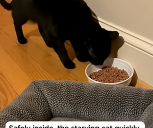 T1904003_The Pregnant Stray Cat Trusted Her Instantly � ( PART 2)