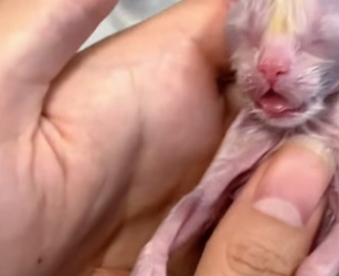 K2204006_I revived a kitten born without a pulse!❤️( PART 2)