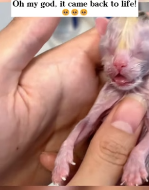 K2204006_I revived a kitten born without a pulse!❤️( PART 2)