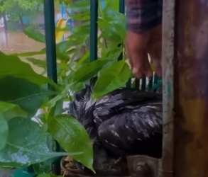 S0304009 Poor eagle ( Part 2)