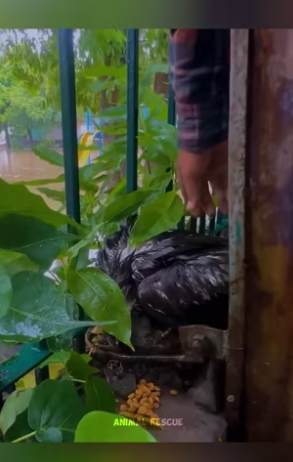 S0304009 Poor eagle ( Part 2)